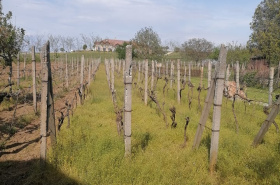 Na predaj vínny domček s vinicou vo Svätom Petri